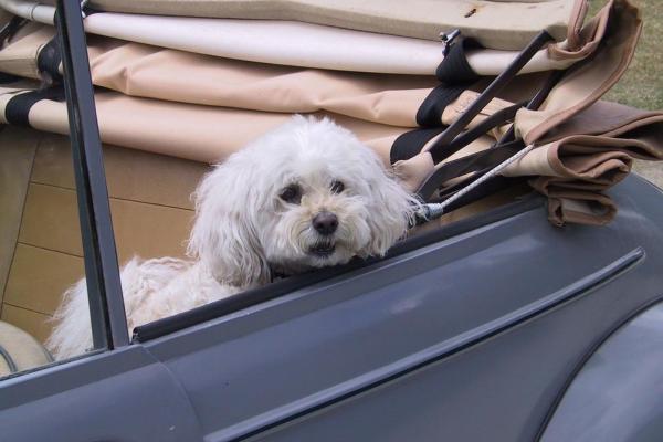 Cómo quitar las manchas de lágrimas de un caniche - Seguridad para eliminar las manchas de lágrimas del caniche