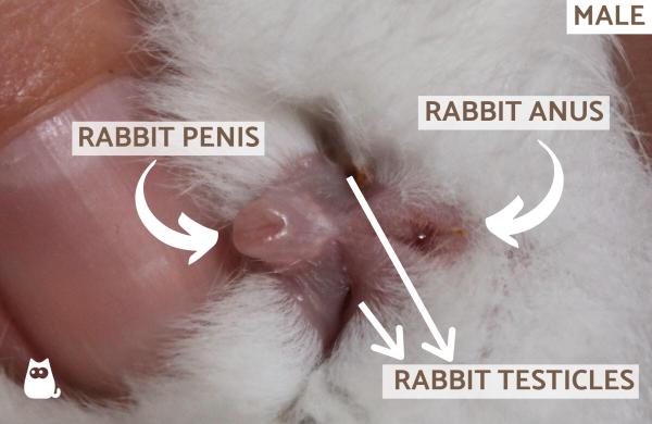 Cómo saber el sexo de un conejo - Cómo saber si tu conejo es macho