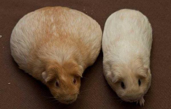 Cómo saber si mi cobaya está preñada - Signos físicos y comportamientos - ¿Cómo sé si mi cobaya está preñada?