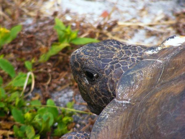 Cómo saber si tu tortuga está preñada - ¿Cómo se reproducen las tortugas?