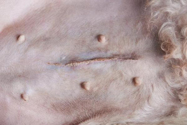 Cómo saber si un perro ha sido esterilizado - ¿Cómo saber si un perro ha sido esterilizado?