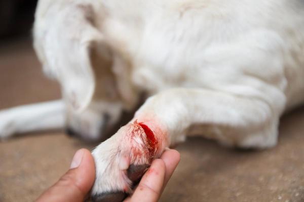 Cómo tratar las heridas de los perros en casa - Cómo curar la herida de la pata de un perro