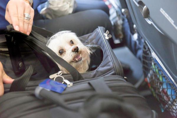 Cómo viajar con un animal de apoyo emocional - ¿Cómo obtener un certificado para un animal de apoyo emocional?