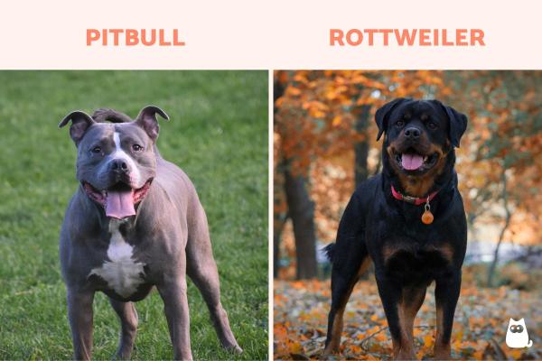 Comparación de razas Rottweiler y Pitbull: tamaño de Rottweiler y Pitbull