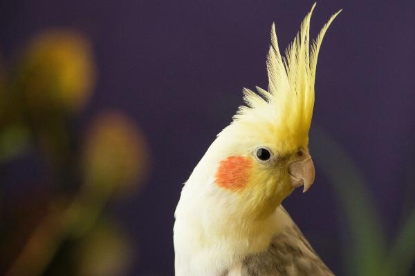 Comprender el comportamiento de la cacatúa: el carácter de la cacatúa