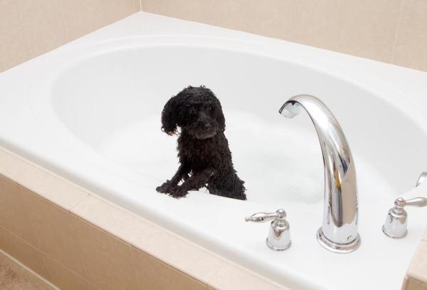 Con qué frecuencia bañar y preparar a un caniche - Cuándo bañar a un cachorro de caniche por primera vez