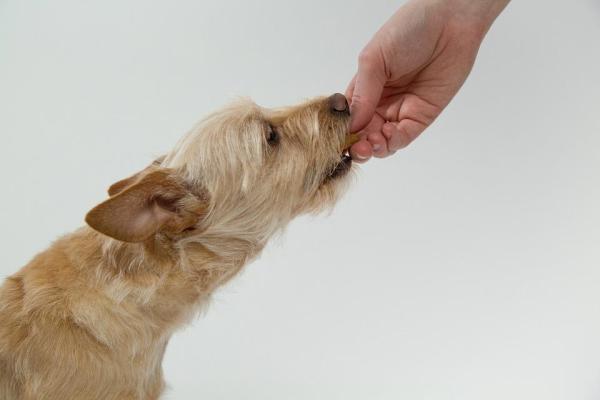 Condicionamiento operante en perros: aprendizaje mediante condicionamiento operante