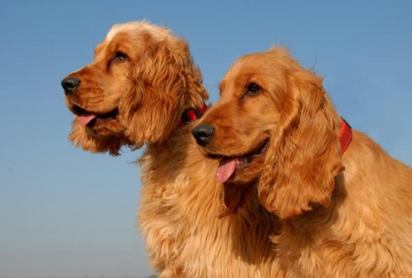 Consejos de cuidado del Cocker Spaniel inglés: cepillar el pelaje de un Cocker Spaniel inglés