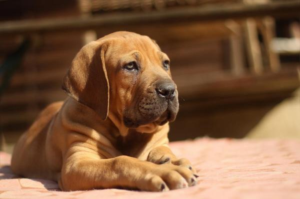 Consejos para el entrenamiento de higiene de su cachorro: ¿Qué es el entrenamiento en jaulas para cachorros?