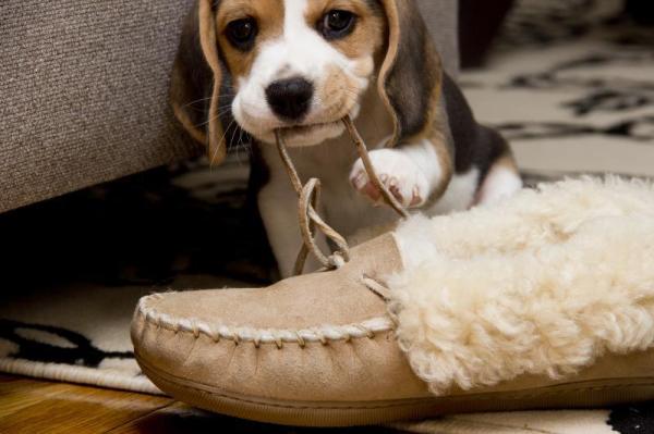 Consejos para evitar que tu perro muerda los muebles - Cachorros que muerden los muebles