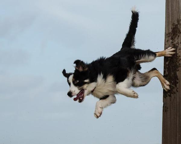 Consejos para evitar que tu perro salte sobre las personas: ¿Por qué tu perro salta sobre ti?