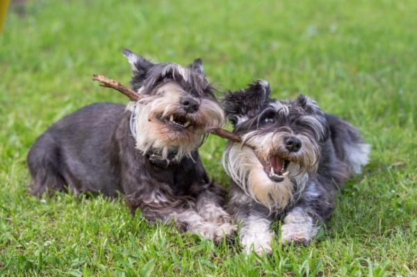 Consejos para lidiar con un Schnauzer destructivo: ¿Por qué los schnauzer rompen cosas?