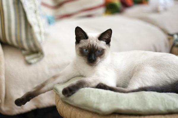 Consejos para hacer que un perro y un gato se lleven bien - ¿Se llevarán bien el perro y el gato?