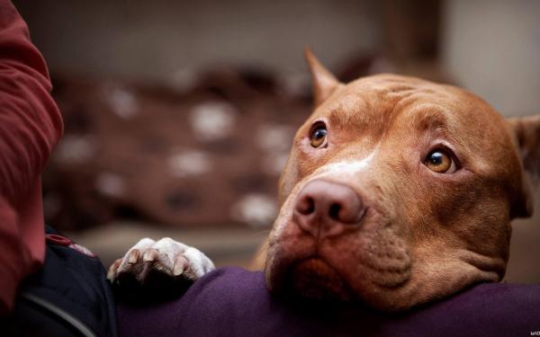 Convivencia entre pitbulls y otros perros - Conociendo los orígenes del pitbull