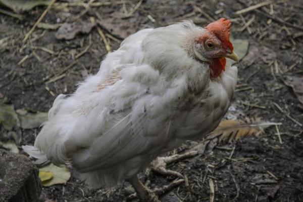 Coriza infecciosa en pollos - Síntomas y tratamiento - Síntomas de coriza infecciosa en pollos