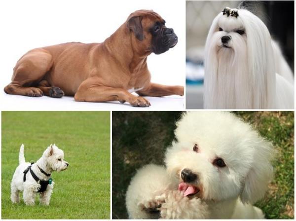 Cortar el pelo de un perro - Tipos de pelo de perro