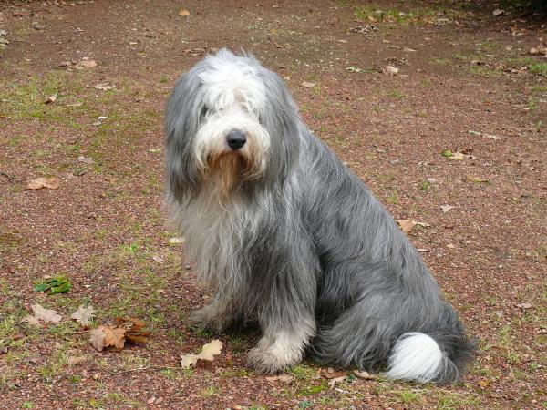 Cortes de pelo para perros pastores ingleses antiguos: ¿se puede afeitar a un perro pastor inglés antiguo?
