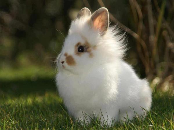 Criar conejos de angora - Guía de salud y cuidados - Conejeras para conejos de angora
