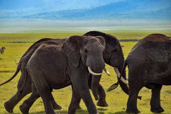 Cuadrúpedos - Ejemplos de animales de cuatro patas - Características de los animales cuadrúpedos