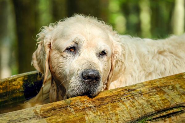 Cuándo aplicar la eutanasia a un perro con insuficiencia renal: ¿Cuáles son los síntomas de la insuficiencia renal en los perros?