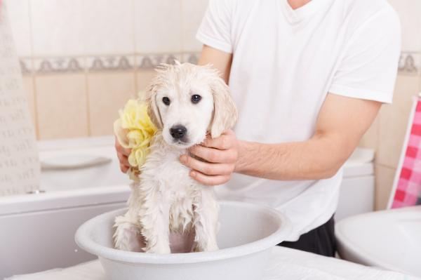 Cuándo bañar a un cachorro por primera vez - Cómo bañar a un cachorro