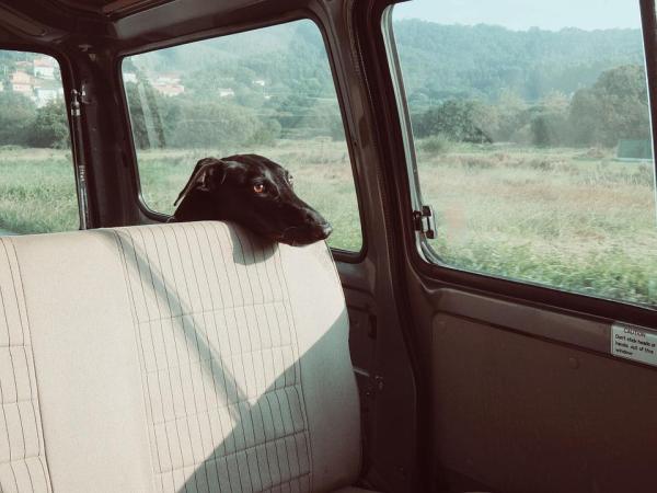 Cuidando a tu perro en verano - Nunca dejes a tu perro en el coche