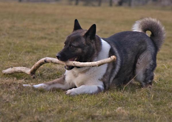 Cuidando a un Akita americano - Socializando a un Akita americano