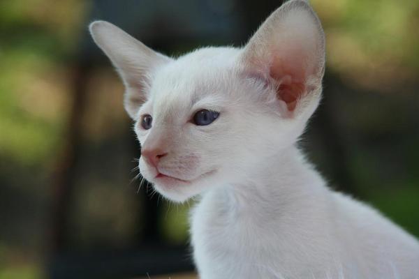 Cuidando a un gato albino - Diferencias entre gatos albinos y gatos blancos