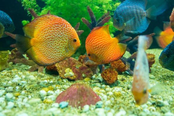 Cuidando los peces disco - Decoración del acuario
