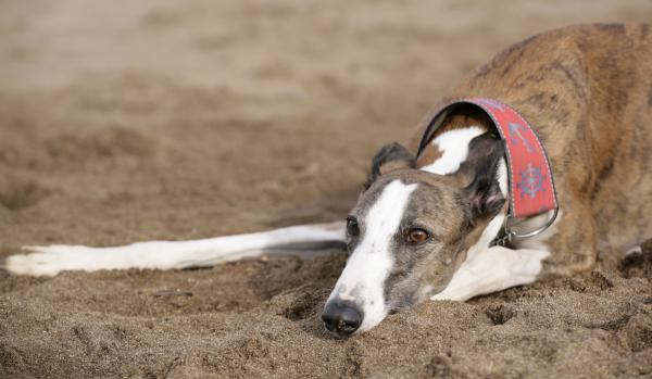 Cuidando un Galgo Español - ¿Cuánto ejercicio necesita un Galgo Español?