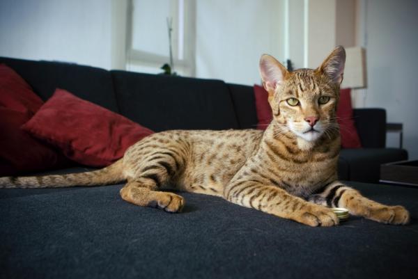 Cuidando a un Gato Ashera o Savannah - Origen e historia del gato Savannah