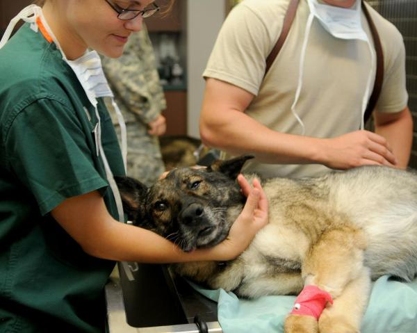 Cuidando a un perro después de la extirpación del bazo: ¿Por qué es necesario extirpar el bazo a un perro?