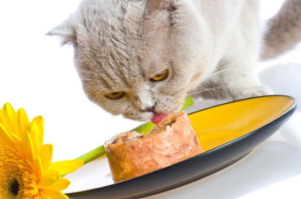 Cuidando gatos mayores - Alimentación de gatos mayores