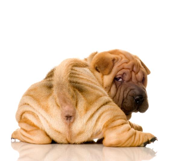 Cuidar las arrugas y los pliegues de la piel de un perro: elija el producto adecuado