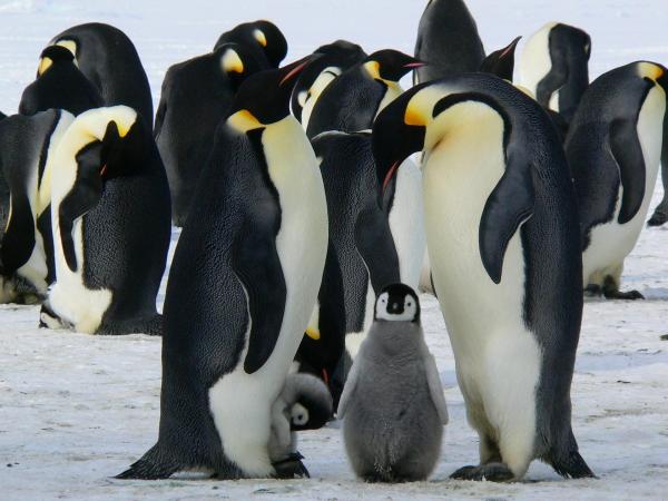 Datos curiosos sobre los pingüinos: los pingüinos no tienen dimorfismo sexual