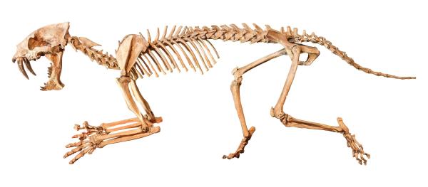 Datos interesantes sobre el gato dientes de sable - Características del tigre dientes de sable