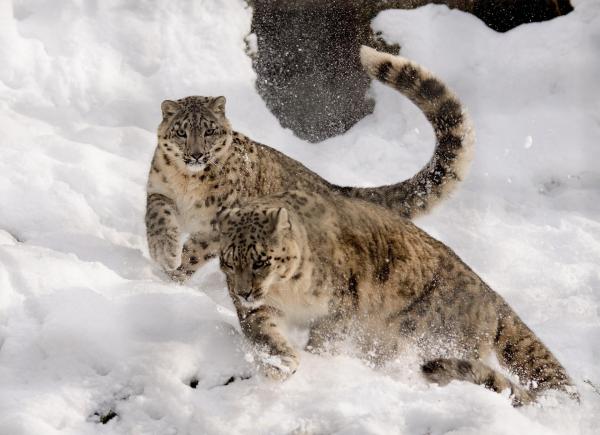 Datos sobre el leopardo de las nieves: divertido e interesante: Los leopardos de las nieves tienen una cola extremadamente larga