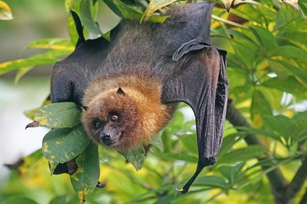 Datos sobre los mamíferos: solo existe un tipo de mamífero volador