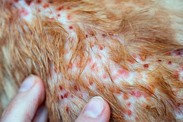 Dermatitis atópica en gatos - Causas, Síntomas y Tratamiento - Síntomas de la dermatitis atópica en gatos
