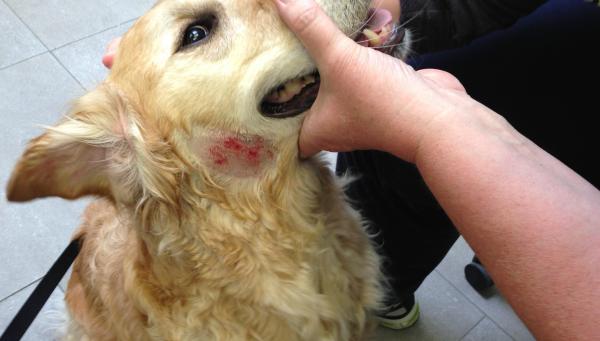 Dermatitis húmeda aguda en perros - Causas y tratamiento - ¿Qué es la dermatitis húmeda aguda en perros?
