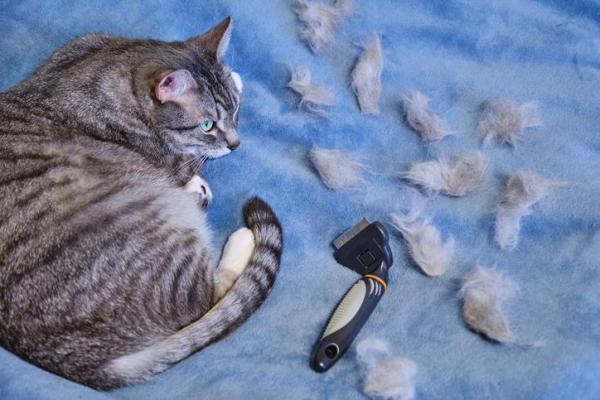 Muda de pelo del gato: causas, etapas y posibles problemas: ¿qué hacer cuando un gato muda su pelaje?