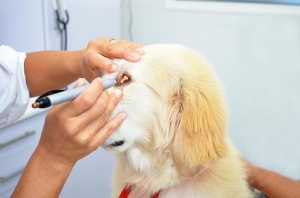 Diclofenaco para Perros - Usos, Posología y Efectos Secundarios - Presentaciones de diclofenaco para perros