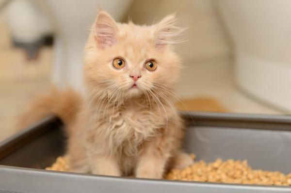 Dieta Blanda para Gatos con Diarrea - Síntomas de diarrea en gatos