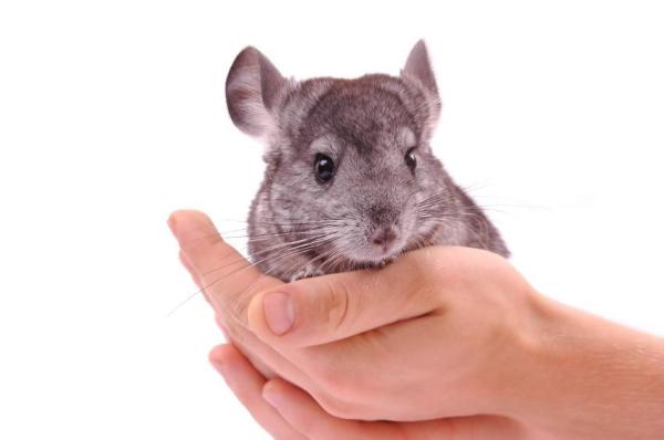 Dieta de la chinchilla de cola larga - Morfología de la chinchilla doméstica