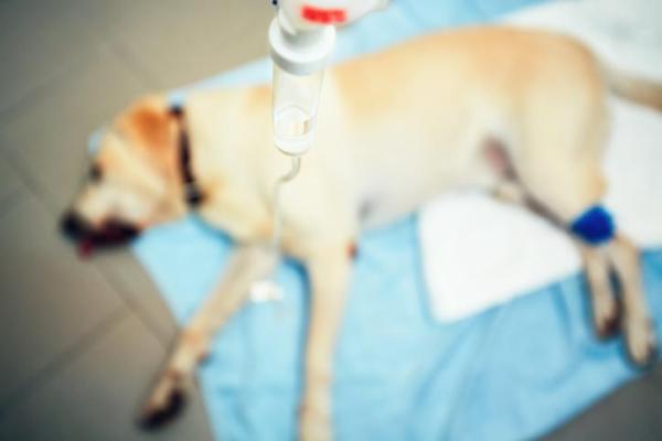 Dieta para perros contra el cáncer - Alimentos para perros con cáncer - Alimentación para perros con cáncer