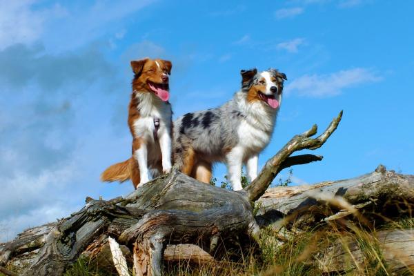 Diferencias entre Border Collie y Pastor Australiano - Border Collie vs Pastor Australiano - apariencia