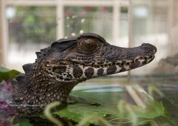 Diferencias entre caimanes y cocodrilos - Clasificación científica de caimanes y cocodrilos