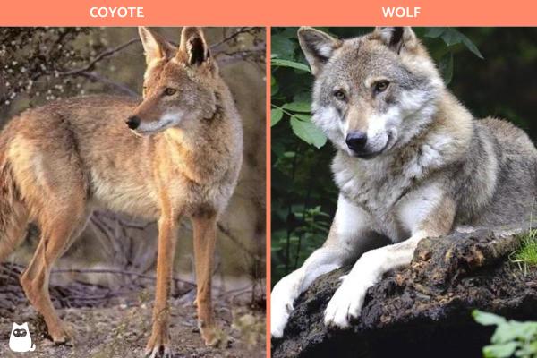 Diferencias entre coyote y lobo - Diferencias físicas entre el coyote y el lobo