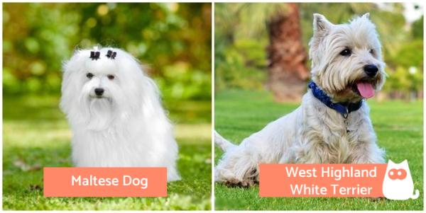 Diferencias entre el Westie y el Maltés - Diferencias físicas entre el Westie y el Maltés