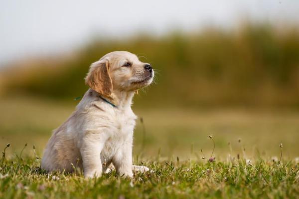 Diferencias entre Labrador y Golden Retriever ¿Cuál es el origen del Labrador Retriever?